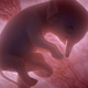 Illustration for article titled Outstanding images of animals inside the womb